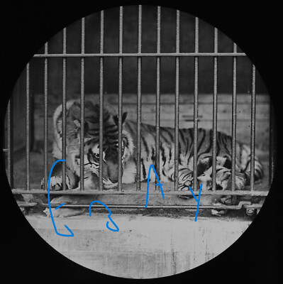 A TIGER LONDON ZOO C1878 Magic Lantern Slide VICTORIAN PHOTOGRAPH