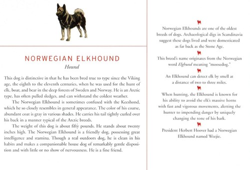 Norwegian Elkhound - CUSTOM MATTED Dog Art Print - Breed Description and History