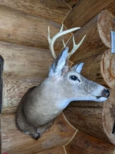 Vintage 8 point Whitetail Deer Head Shoulder Mount Taxidermy Man cave