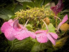 Digital Image Picture Photo Wallpaper: Hydrangea After Rain