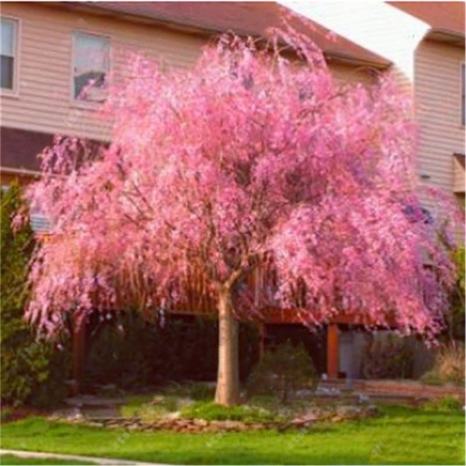 20 JAPANESE WEEPING CHERRY TREE SEEDS for garden flower blossom USA ...
