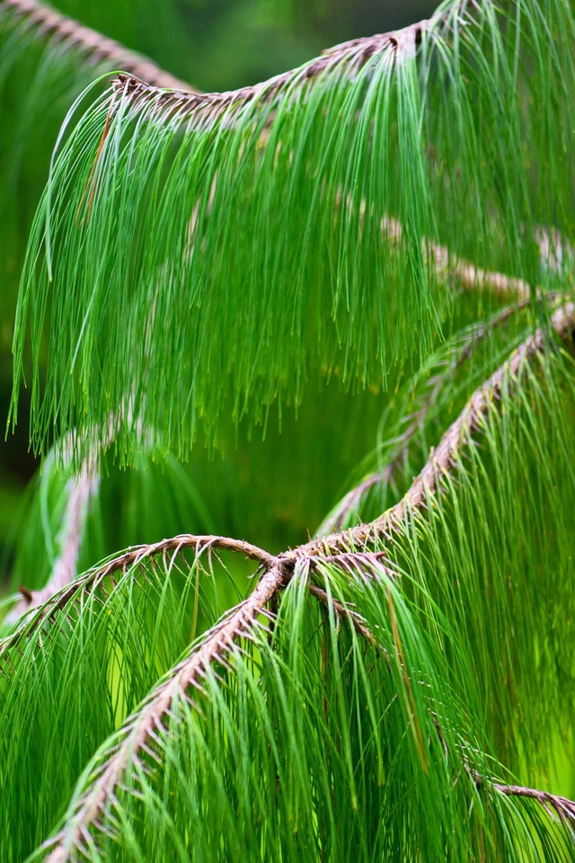 30 MEXICAN WEEPING PINE TREE Evergreen Pinus Patula Seeds *Flat S/H - Image 4 of 4