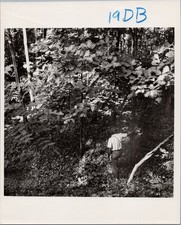 Vintage 8x10 B&W Photo Jim Deane Peabody Coal Yellow Poplar Tree Forest Scene