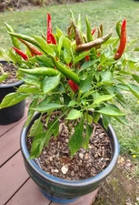 Controne Italian Pepper Seeds