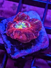 WYSIWYG RARE Multicolor Deep Water Asian Acan Lord Micro LPS SPS Acro Zoa JF WWC