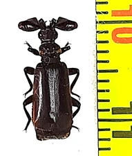 Carabidae, Paussinae, Paussus sp. 1 pc. A1, C. Namibia