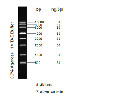 FY 15000 DNA Marker