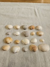 20 Natural Seashells With Holes Mixed Sizes Bulk Beach Decor Craft Art Projects