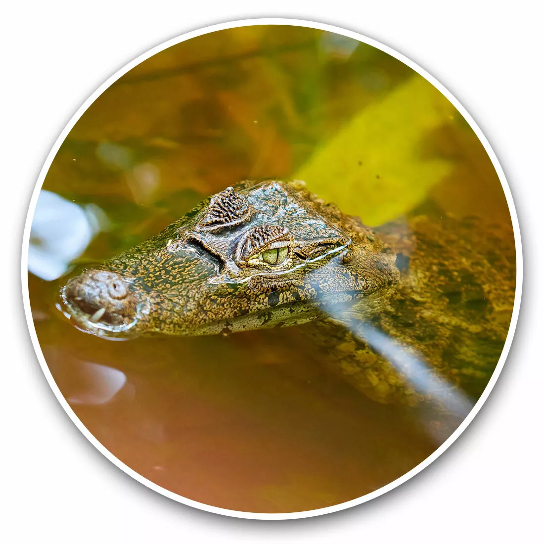 Crocodile cooling cheap glass