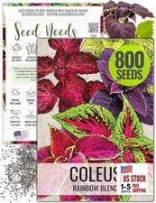 Coleus Seeds for Planting Rainbow Painted Nettle - Heirloom  Open 1 Pack