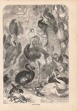 Gruppo Di Uccelli Group Of Birds Incisione su Legno 1866 Pavone Strauss Anatre