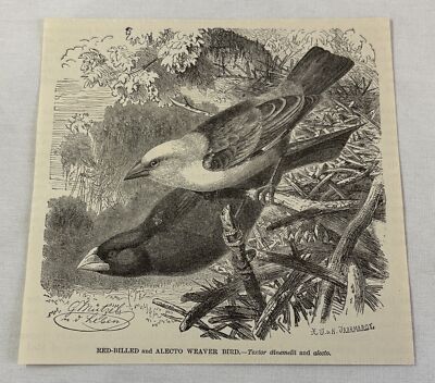1885 book engraving ~ RED-BILLED AND ALECTO WEAVER BIRD