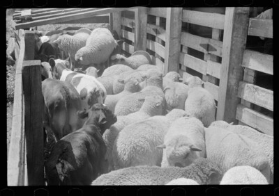 Cattle in pens at Pickaway Livestock Cooperative Association  by Ben Shahn
