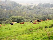 Photo 6x4 Resting cattle at Spring Hill Healeyfield On a field south of t c2017