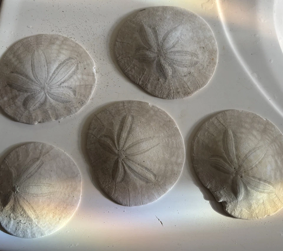 Sand Dollars From Cannon Beach, Oregon. Untreated Various Sizes - Image 2 of 4