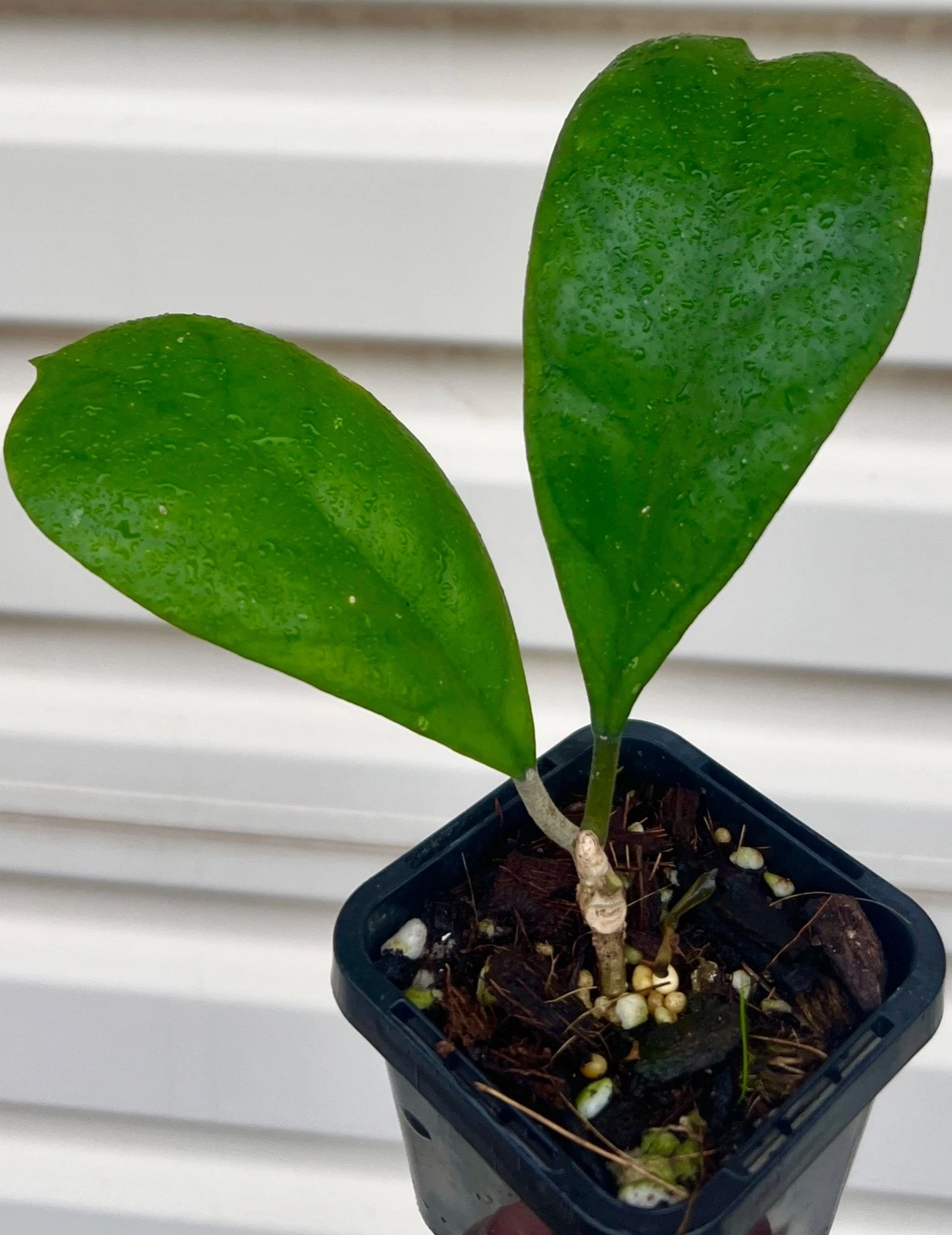 AU STOCK RARE HOYA SP " Viola " -PLANTS ROOTED SUCCULENT 18-89