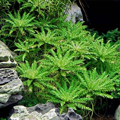 Pogostemon Helferi Downoi | Aquarium Plants Factory 
