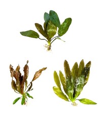 Red Echinodorus Sword Species Bundle - 3 plants Live Aquarium Plants