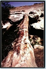 Postcard - Large petrified log - Petrified Forest National Park, Arizona