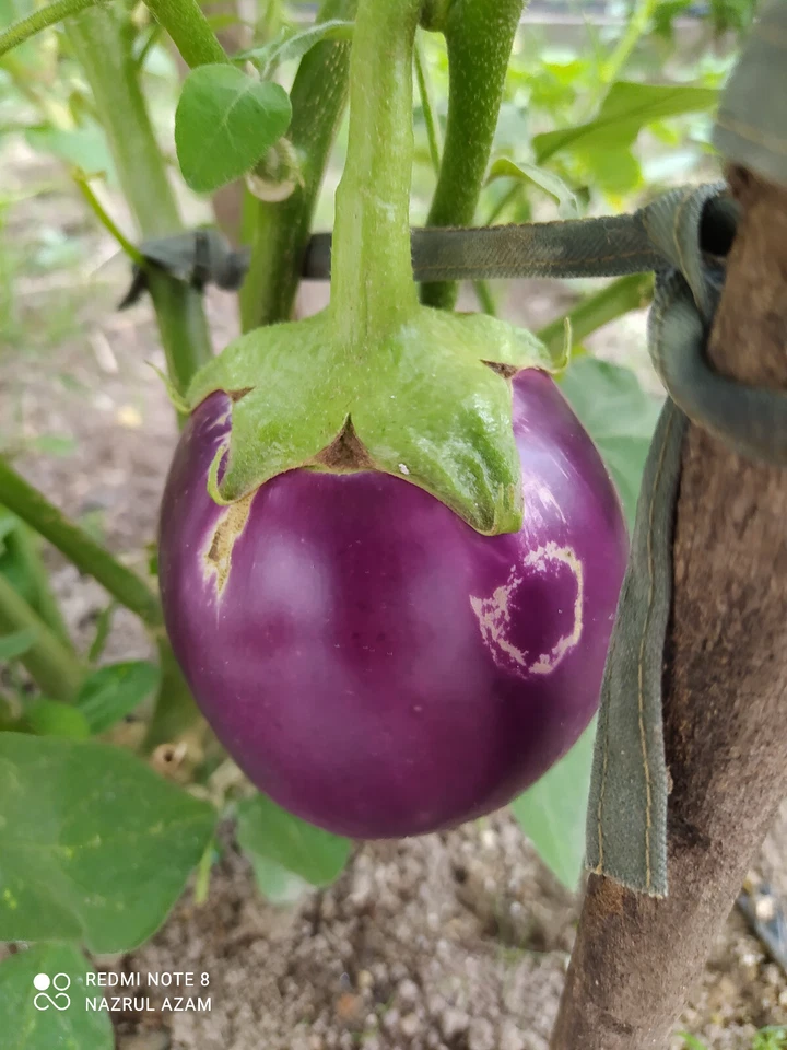 round purple eggplant : true breed tropical vegetable seeds - Image 4 of 4