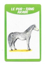 Carte 50 races de chevaux - Le pur sang arabe