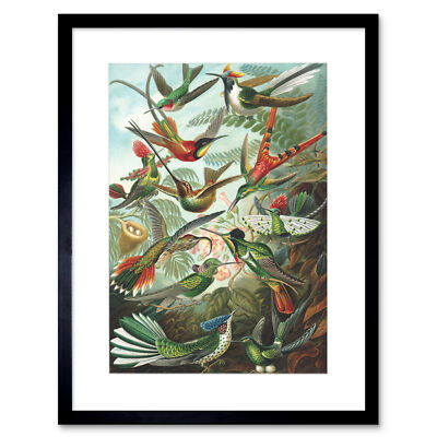 Nature Biology Bird Humming Ernst Haeckel Germany Vintage Art Framed Wall Art Pr