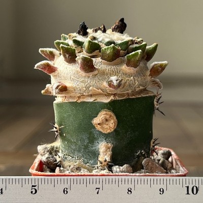 A32-1215  Cactus kotshobeyanus, VM202, Mesa de Leon, grafted