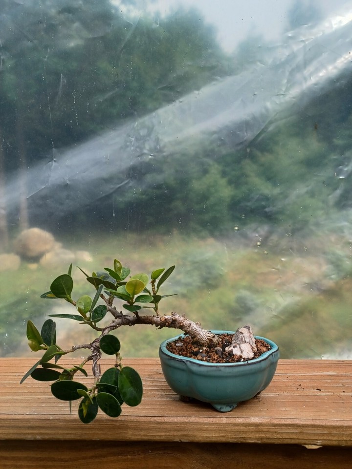 Semi Cascade Green Island Ficus Bonsai eBay