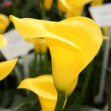 🌺🌺 Yellow Calla Lily Flowers Zantedeschia Aethiopica Plant Bonsai Seed FS07-10