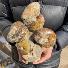 5.2lb Natural Ammonite Fossil Conch Quartz Crystal Specimen Healing