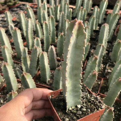 6CM Cactus Succulent Cactus Live Plant Cactaceae Caralluma Speciosa Garden Plant