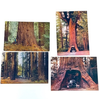 Set of 4 Giant Vtg Postcards of Giant Sequoias in the California Redwood Forest