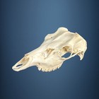 636SKU Crane de daim, bois de cerf, massacre, trophée, Diametre 40mm