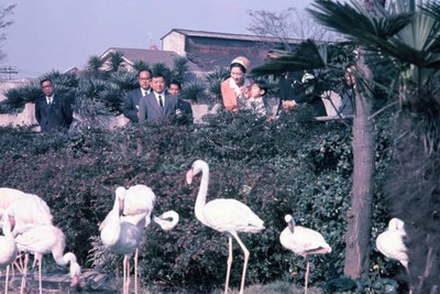 Prince Naruhito Crown Princess Michiko watch flamingos Ueno Zoo No- Old Photo 3
