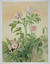 Pomme de terre Lithographie originale de 1904 Art Nouveau Fleur plante botanique