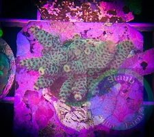 SAF~Acropora Coral Frag“WYSIWYG”, SPS, Live Coral Colony, Acro
