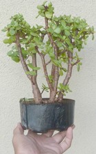 Jade Pre Bonsai Forest 5 Trees Dwarf Shohin Fat Trunk Portulacaria Afra Flower