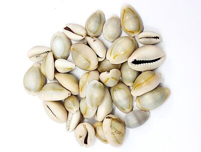 Bulk Großhandel geschnittene Muschel Kauri Kauri Scheibe Muscheln Strand Zum ...