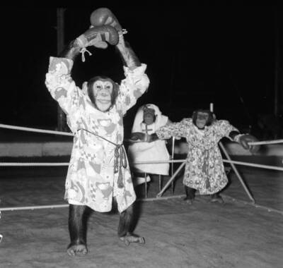 Chimpanzees boxing match at Bertram Mills Circus October 1955 Old Photo 4