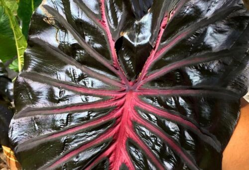 Colocasia ' BLACK LAVA' - Photo 1/7