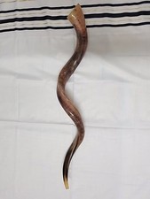 Kudu Yemenite Shofar Horn Kosher Full polish From Israel XXL 43"-44" From Israel
