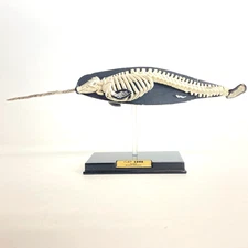 3D Capsule Encyclopedia Marine Mammal Mini Figure Narwhal Skeleton Takara Tomy