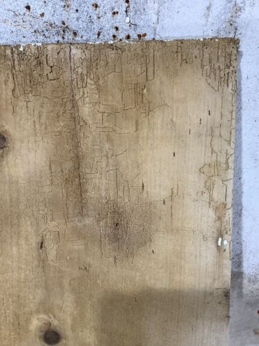 30"X 67 7/8" Very Old Internal Stripped Pine 3 Plank Ledge Door Reclamation - Picture 6 of 12