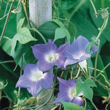 Thompson & Morgan Morning Glory Mini Sky Blue Seed Garden Plants 1 Pack 30 Seeds