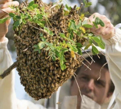 Free Bee Removal In Adelaide Region Sa Gumtree Australia Free Local Classifieds
