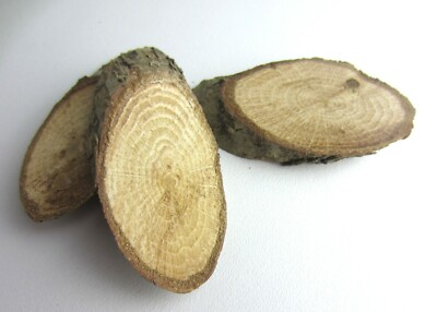 10x OVALE HOLZSCHEITSCHEIBEN EICHE BUCHE AKAZIENHOLZPLATTE PREISSCHILDER WOHNDEKO