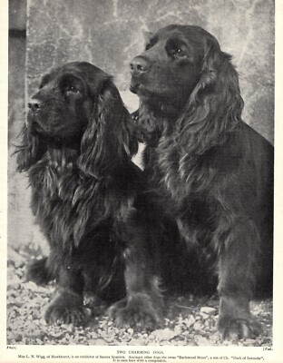 1930s Antique Sussex Spaniel Print Earlswood Brian Sussex Spaniel Print  5875d