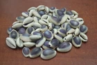 350 PCS PURPLE TOP COWRIE COWRY SEA SHELL CRAFT
