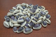 800 PCS PURPLE TOP COWRIE COWRY SEA SHELL CRAFT