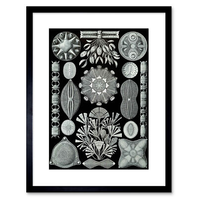 Gemälde Haeckel Platte 84 Kunstformen Natur Kieselalgen gerahmter Druck 9x7 cm